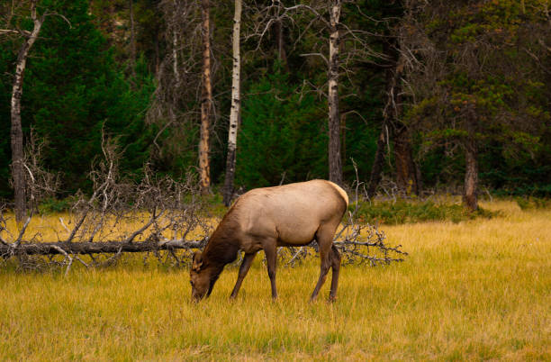 Wide Shot of Elk Grazing in Meadow in Alberta During Fall