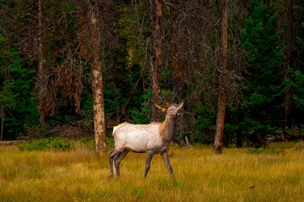 Wide Shot of Elk Grazing in Meadow in Alberta During Fall