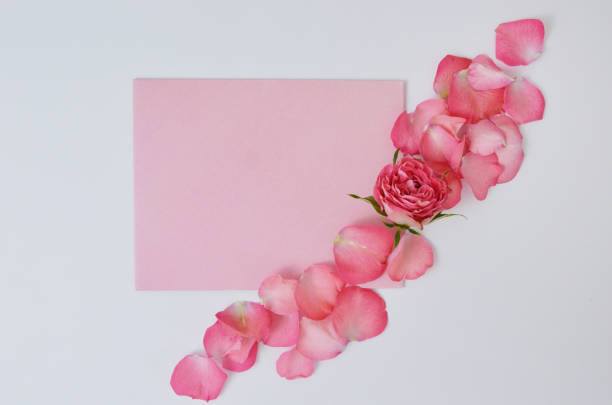 Pink envelope in white background with pink spray rose petal spreading on