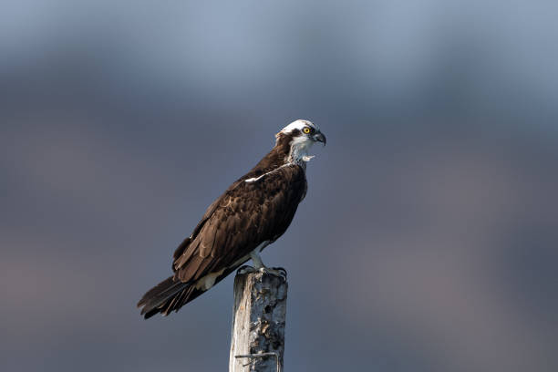 istock osprey (Pandion haliaetus), historically known as sea hawk, river hawk, and fish hawk 2161025026