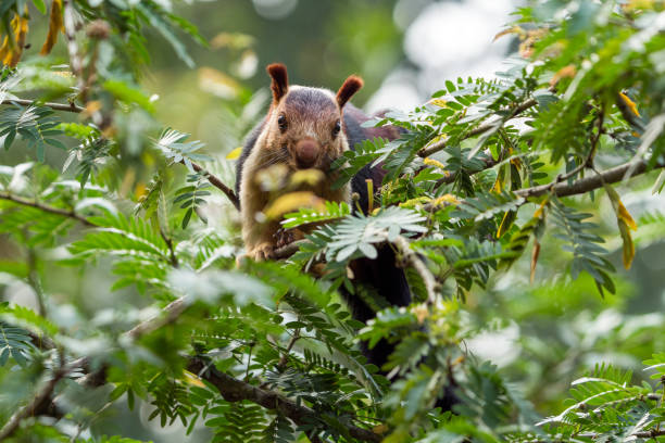 The Indian giant squirrel or Malabar giant squirrel (Ratufa indica)