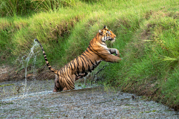 istock The Bengal tiger from Indian forests 2161025213