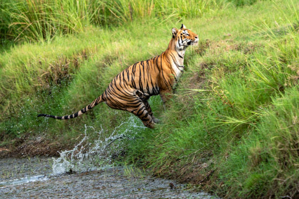 istock The Bengal tiger from Indian forests 2161025214