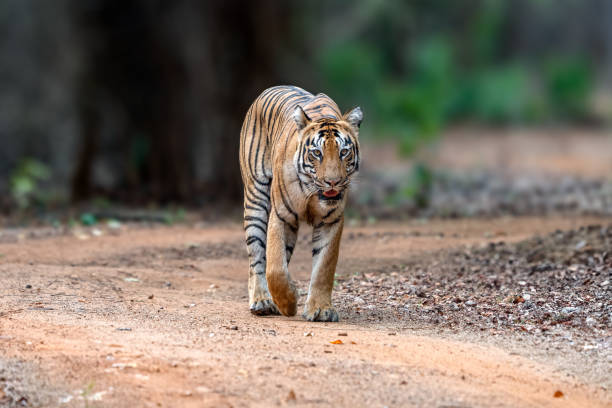 istock The Bengal tiger from Indian forests 2161025232