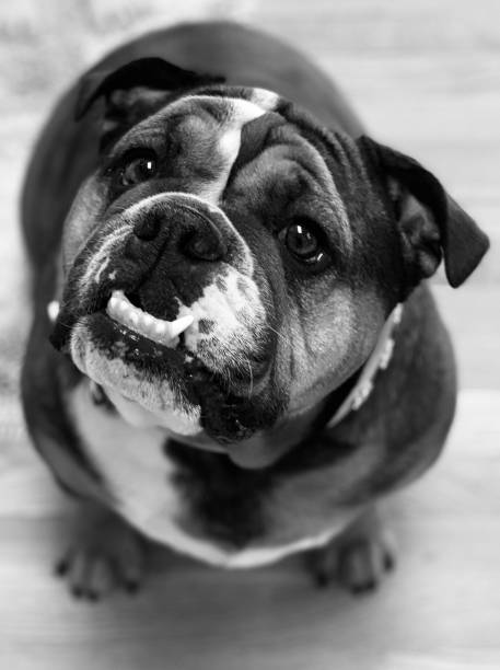 Cute Black and White Bulldog