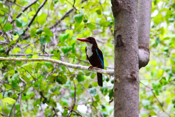 istock The white throated kingfisher (Halcyon smyrnensis) 2161025628