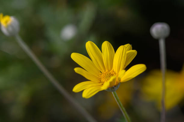 istock yellow tropical wildflowers on grass background 5 2161026478