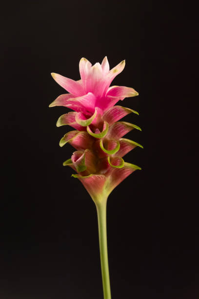 istock Blooming Siam Tulip flower isolated on black background. 2161026541