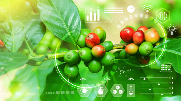 Coffee bean tree with infographics Smart farming and precision agriculture 4.0 with visual icon, digital technology agriculture and smart farming concept.
