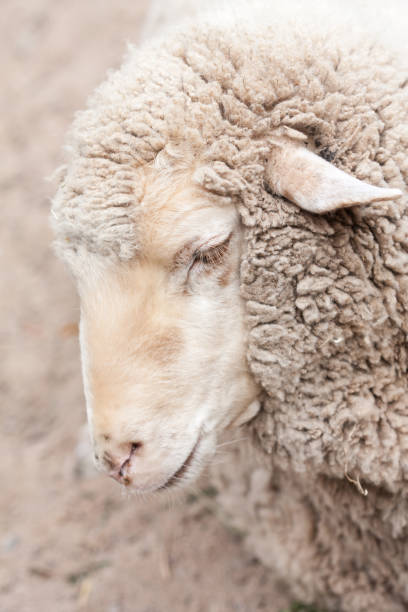 istock woolly sheep in zoo 2161028396