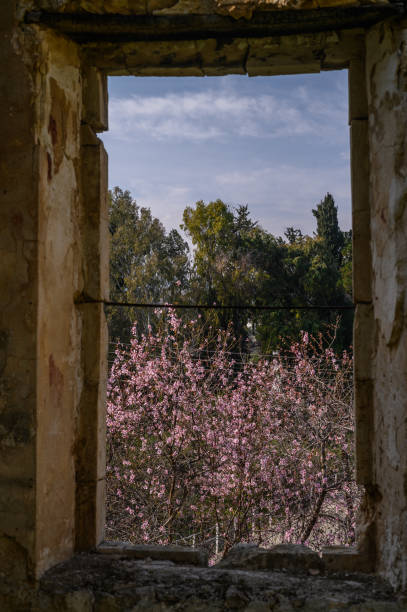 istock almond blossoms in Cyprus in winter 2 2161028784