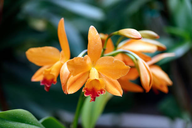 Orange Phalaenopsis orchids or moth orchids blooming in ornamental garden