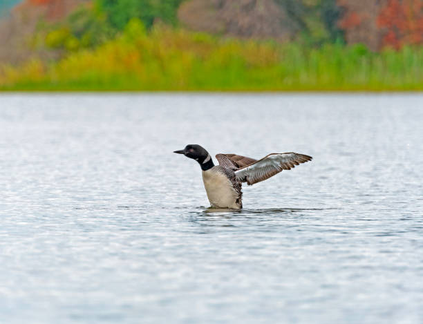 istock A Common Loon Displaying in the Water 2161030365