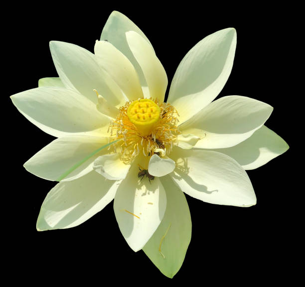Lotus Flower Bees Black Background