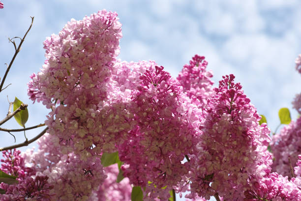 Blooming Common Lilac against blue sky
