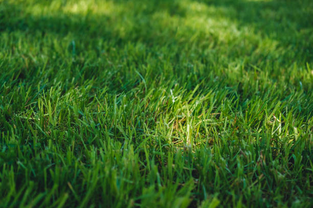 istock Green grass close-up. Lush cutted lawn with sun spot light. Fresh natural background. Blurred summer backdrop. 4K high quality photo. 2161032273