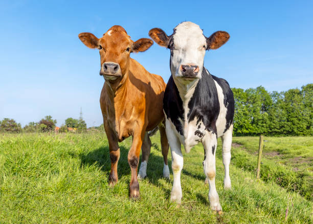istock Two cows in the moment, together, multi colored red and black and white diversity, blue sky background 2161035121