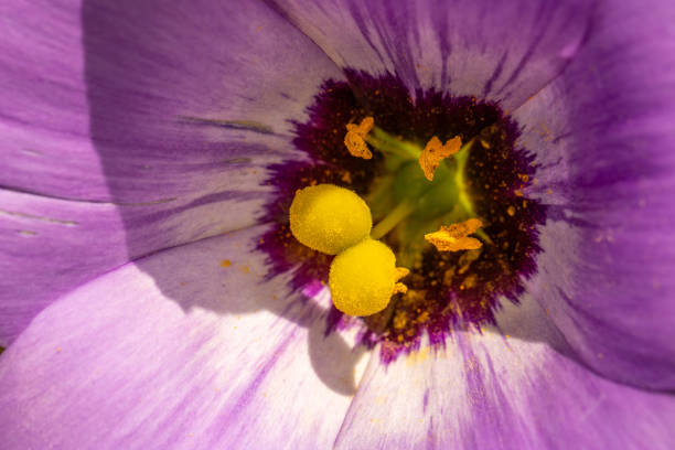 close-up of purple thistle in Spain from benidorm