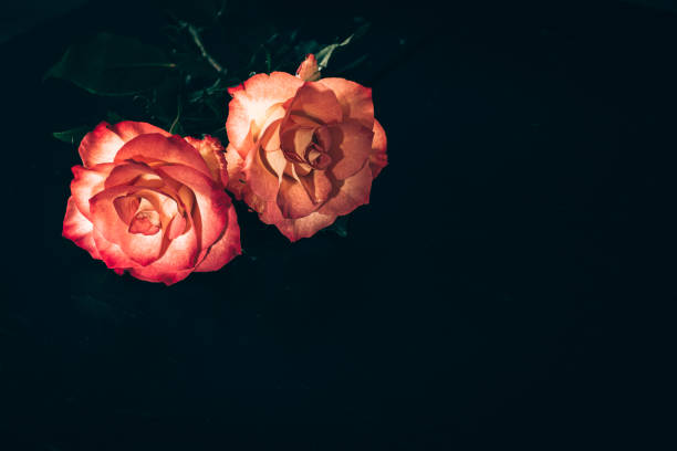 beautiful fresh pink roses flowers, black background, funeral concept