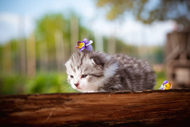 Fluffy grey cat sits in wicker basket in summer garden