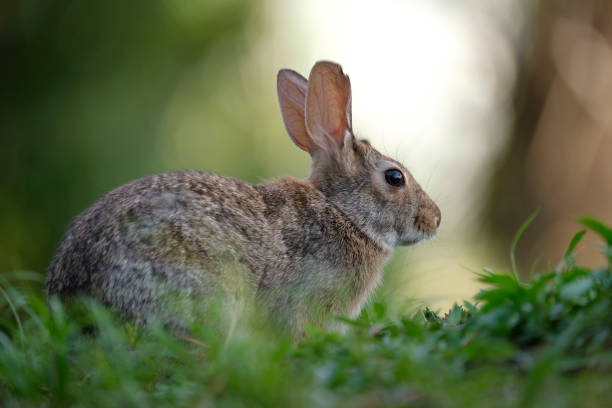 istock Grey small hare eating grass on summer field. Wild rabbit in nature 2161036635
