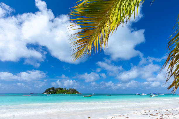 istock Cote D'Or Beach, Praslin island, Seychelles. Coastal view with palm tree 2161036803