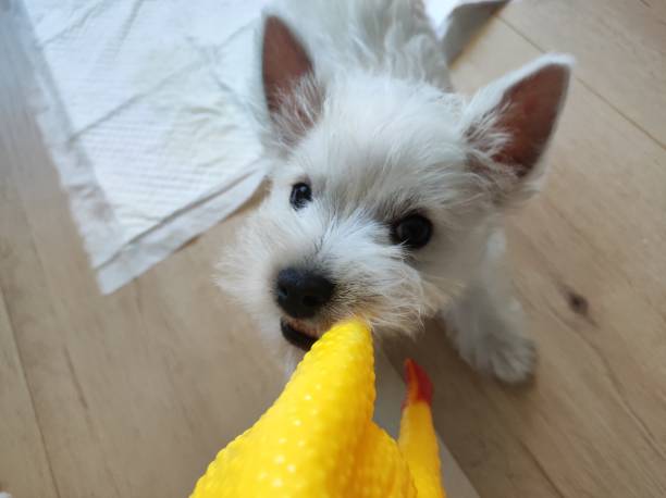 istock Westie, West Highland White Terrier 2161037555