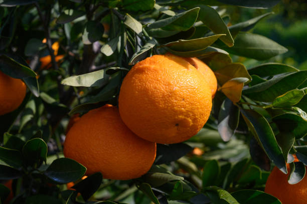 istock juicy tangerines on tree branches in Cyprus 6 2161037627