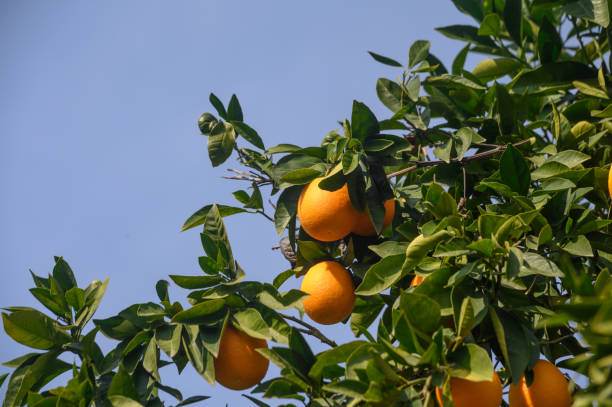 istock juicy oranges on tree branches in Cyprus 16 2161037984