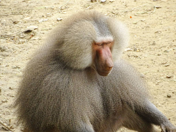istock Hamadryas baboon in the summer. Animal 2161038068