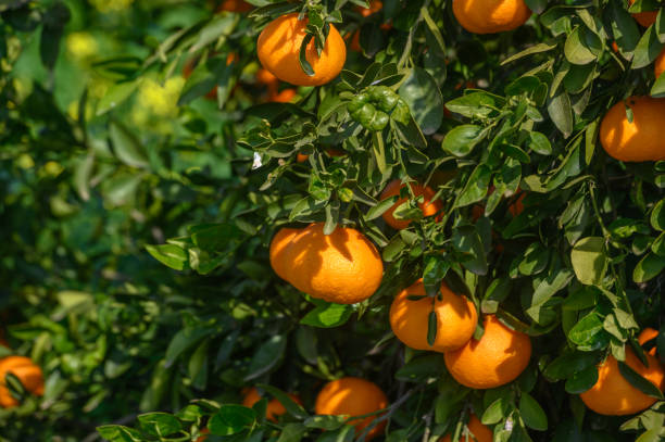 istock juicy tangerines on tree branches in Cyprus 8 2161039211
