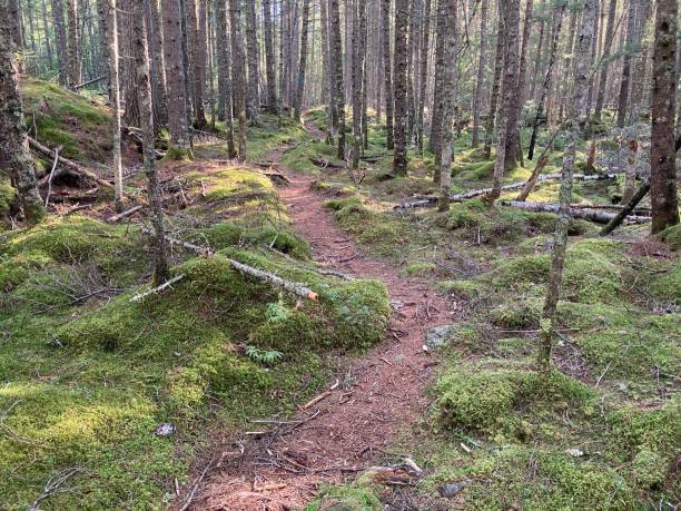 istock Maine hundred mile wilderness ￼ 2161041005