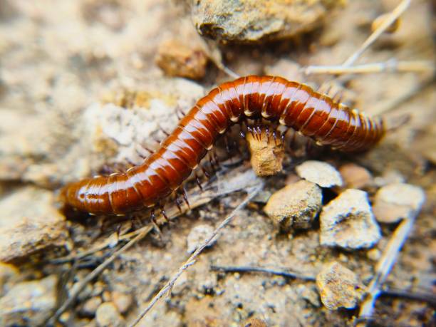 istock Close up of centipede 2161042162