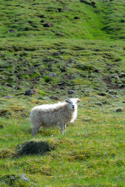 istock Icelandic sheep on the grassy meadow in mountain scenery 2161042421