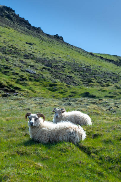 istock Icelandic sheep on the grassy meadow in mountain scenery 2161042425