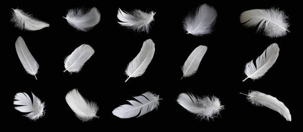 istock white feather of a goose on a black background 2161043243