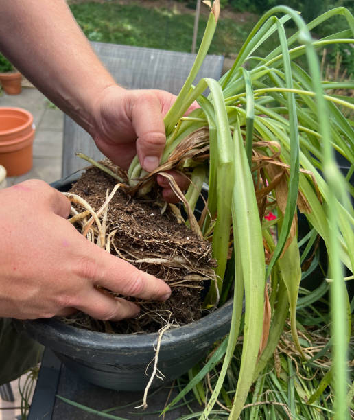 istock Repotting a Spider Plant 2161046539