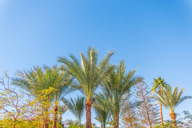 istock Palm tree with green leaves on blue background 2161046834