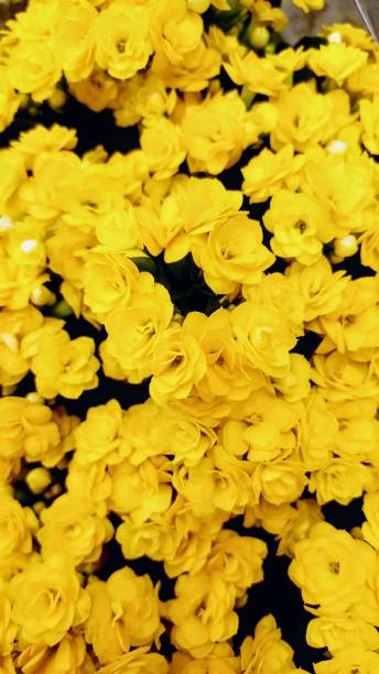istock bouquet, colorful flowers 2161046850