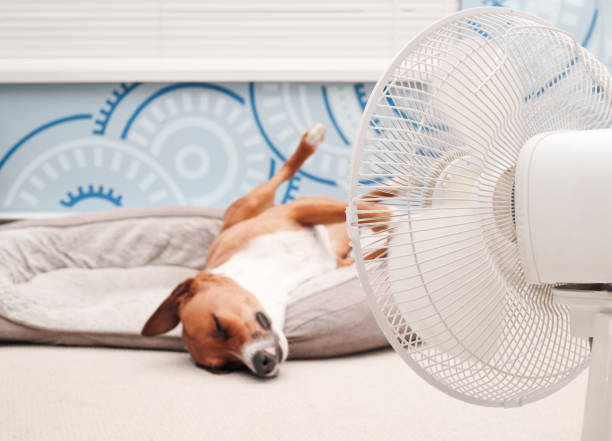Relaxed dog lying in front of fan with legs in the air. Cute puppy dog sleeping upside down in dog bed. Keeping cat, dogs and pets cool in summer or heat waves. Female Harrier mix. Selective focus. summer electrical safety stock pictures, royalty-free photos & images
