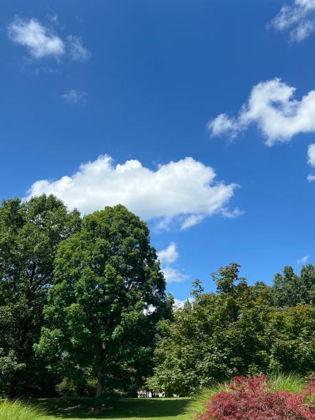 istock White and puffy cloud in Michigan against blue sky. 2161048333