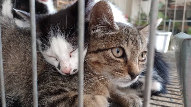 istock Gatitos en cautiverio 2161048406