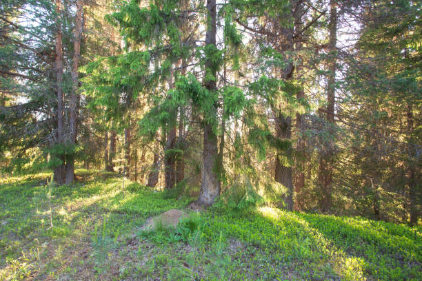 A landscape in a sunny forest . Pine forest in the early morning.