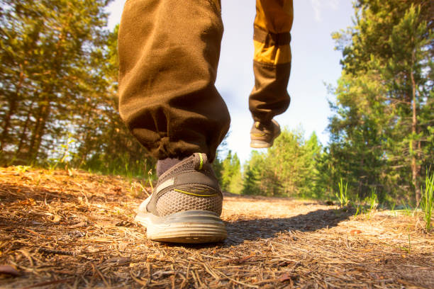istock A tourist walks through the forest. A trip to the sunny forest. 2161049452