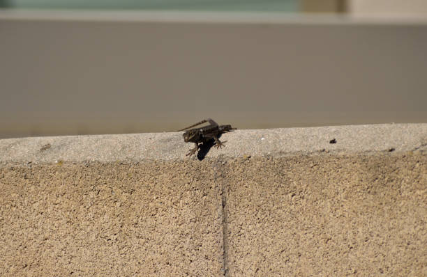 istock An Animal on the Wall 2161053992