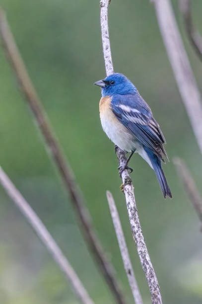 istock Lazili Bunting perched on a bush branch 2161055416