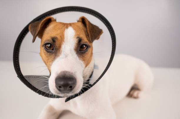 istock Jack Russell Terrier dog in plastic cone after surgery. 2161055458