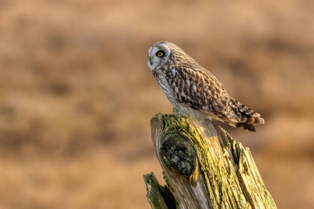 istock short-eared owl perching on a wooden pole, British Columbia, Canada 2161055495