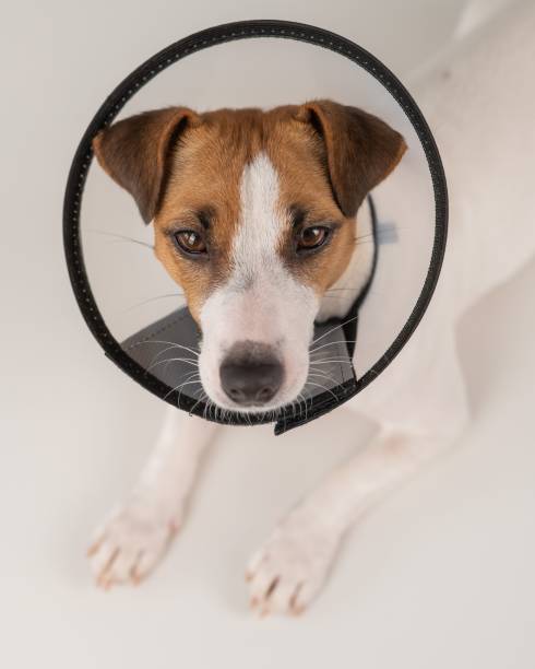 istock Jack Russell Terrier dog in plastic cone after surgery. 2161055526