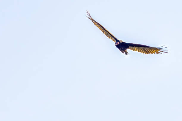 istock Turkey Vulture in flight, Pitt Meadows, BC, Canada 2161055574